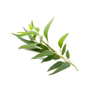 Eucalyptus citronné (Eucalyptus citriodora)